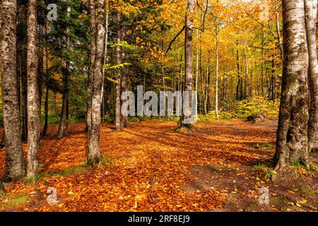 Die Wälder sind mit roten Blättern bedeckt Stockfoto