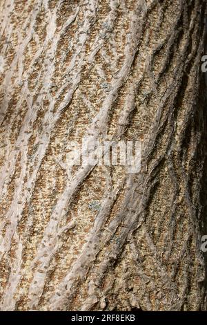 Broussonetia papyrifera strukturierte Rinde Stockfoto