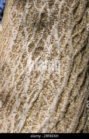 Broussonetia papyrifera strukturierte Rinde Stockfoto