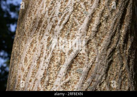 Broussonetia papyrifera strukturierte Rinde Stockfoto