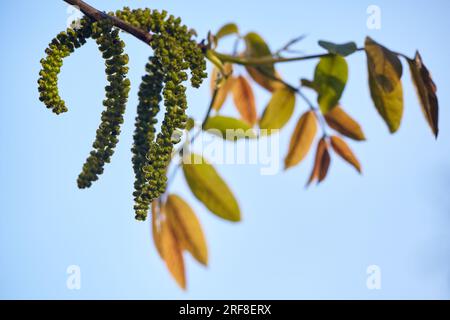 Im Frühling blühen Walnüsse mit jungen grünen Blättern auf blauem Himmelshintergrund, selektiver Fokus. Blühender Baum mit den Pflanzen, draußen Stockfoto