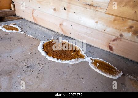 Pilzbefall von Holzelementen in Strukturen, Nahaufnahme Stockfoto