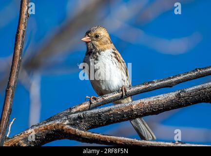 Ein wunderschöner Winter pflückte Harris's Sparrow hoch auf einem Waldzweig entlang eines Colorado River Walks. Stockfoto