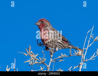 Ein wunderschöner männlicher Hausfink erhebt sich auf dem Gipfel eines Kaninchenbusches vor einem leuchtend blauen Himmel in einem Colorado River. Stockfoto