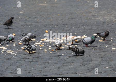 Eine Gruppe Tauben, die an einem sonnigen Tag auf dem Bürgersteig einer Straße viele Brotkrumen essen Stockfoto