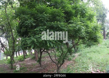 Der chinesische Flammenbaum auf dem Bauernhof für die Ernte ist eine Geldfrucht Stockfoto