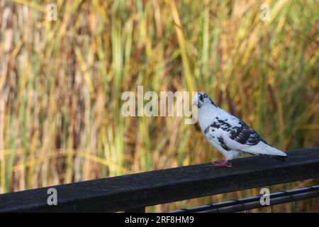 Felsentaube in einem Park in Paris, Ile de France, Frankreich. Stockfoto