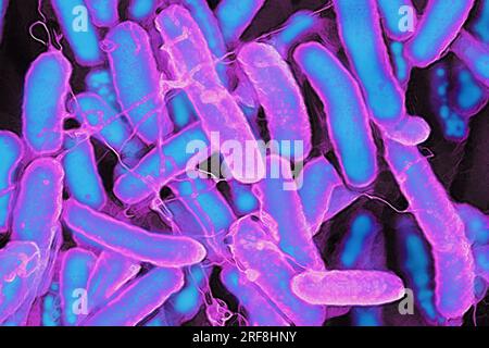 Escherichia coli (Darmbakterien, die sich im Verdauungstrakt von Menschen und Warmblütern befinden, sind die Ursache für Lebensmittelvergiftungen. Stockfoto