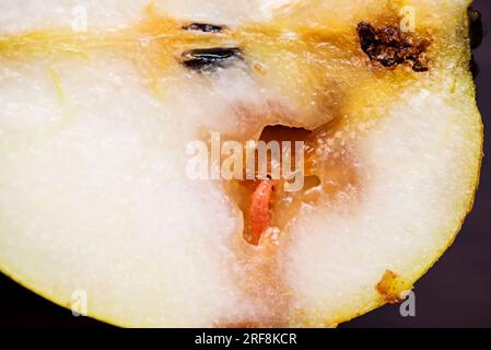 Caterpillar isst einen Apfel. Wurm (Madenlarven), der Apfel isst Stockfoto