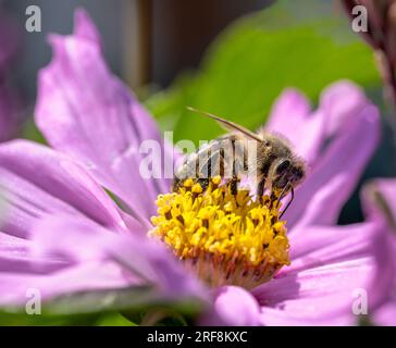 Makro einer Biene auf einer rosa Dahlienblüte Stockfoto