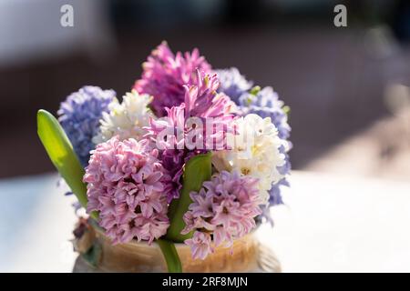 Geringe Schärfentiefe auf einem Strauß von Hyazinthen verschiedener Farben in einer Porzellanvase auf dem Tisch, selektiver Fokus Stockfoto