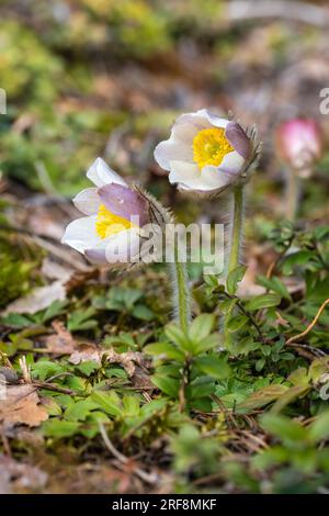 Maria Schnee Stockfoto