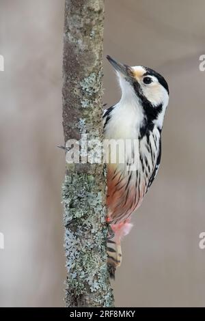 Weiß-backed Woodpecker Stockfoto