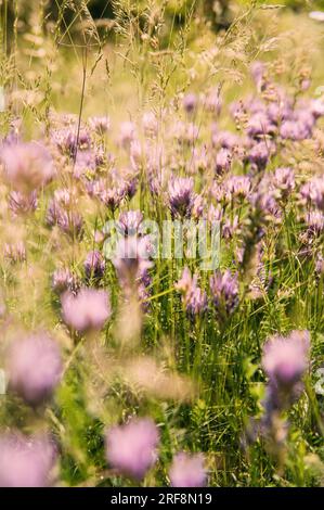 Vertikale Aufnahme einer Wiese im Sonnenlicht mit kleinen, wunderschönen violetten Blüten im Sommer. Stockfoto