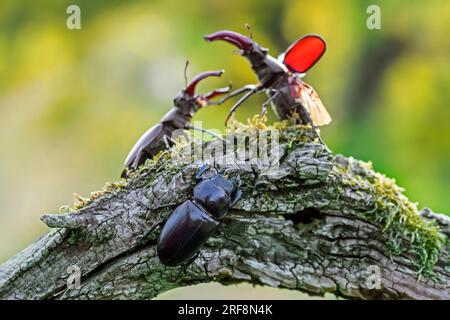 Europäische Hirschkäfer (Lucanus cervus) zwei Männer mit großen Unterkiefer/Kiefer, die im Sommer auf verfaultem Holz von Baumstumpf im Wald um ein Weibchen kämpfen Stockfoto