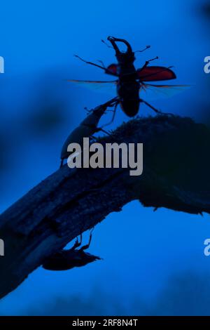 Europäische Hirschkäfer (Lucanus cervus) zwei Männer mit großen Unterkiefern, die im Sommer in der Dämmerung auf verfaultem Holz von Baumstumpf um ein Weibchen kämpfen Stockfoto