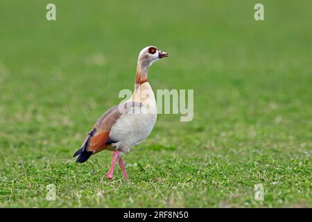 Ägyptische Gans (Alopochen aegyptiaca / Anas aegyptiaca), die im Grasland forscht, exotische Arten, die südlich der Sahara und des Niltals in Afrika heimisch sind Stockfoto