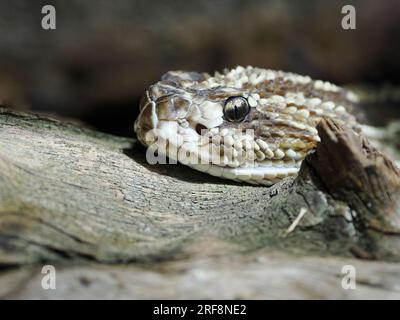 Head Südamerikanische Klapperschlange (Crotalus durissus) ist eine hochgiftige Grubenviper, die in Südamerika in der Familie Viperidae zu finden ist Stockfoto