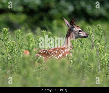 Ein Rotwild-Kalb (Cervus Elaphus) Stockfoto