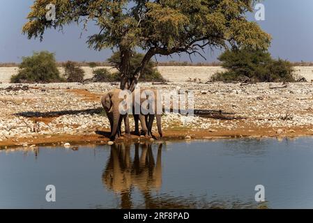 Elefant ist das größte Landtier, Okaukuejo Wasserloch, Etosha Nationalpark, Namibia Stockfoto