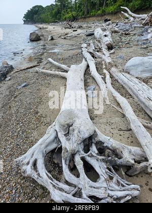 Verwittertes und altes Treibholz am Ufer des Lake Erie Stockfoto