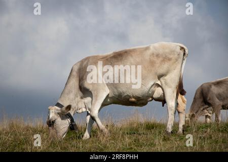 Auf einer Weide weidende Kühe. Hochwertiges Foto Stockfoto