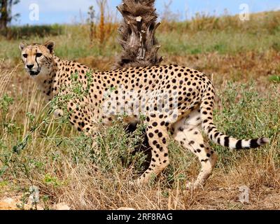 Afrikanische Geparden (Acinonyx jubatus) aus der Nähe, die im hohen Gras stehen und vom Profil aus gesehen werden Stockfoto
