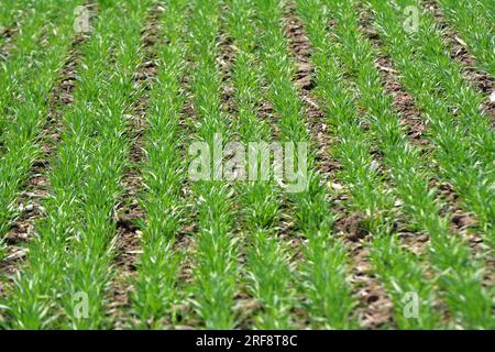 Gute Aussaat von Winterweizen auf dem Frühlingsfarmenfeld Stockfoto