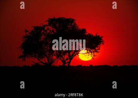 Sonnenaufgang am Wasserloch Klein Namutoni, Etosha-Nationalpark, Namibia Stockfoto