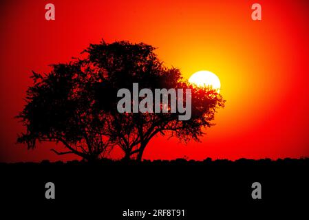 Sonnenaufgang am Wasserloch Klein Namutoni, Etosha-Nationalpark, Namibia Stockfoto