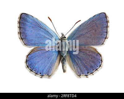 Das Adonisblau (Lysandra bellargus, auch bekannt als Polyommatus bellargus), isoliert auf weißem Hintergrund. Es ist ein Schmetterling in der Familie Lycaenidae. Stockfoto