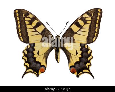 Schwalbenschwanz-Schmetterling (Papilio machaon) aus der alten Welt, von oben gesehen und isoliert auf weißem Hintergrund. Es ist die Art der Gattung Papilio Stockfoto