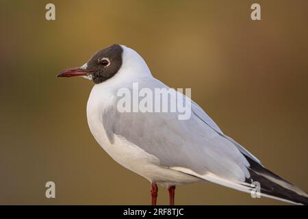 Nahaufnahme einer wilden, schwarzköpfigen britischen Möwe (Chroicocephalus ridibundus). Stockfoto