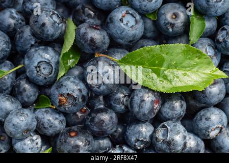 Hintergrund von Blaubeeren mit grünen Blättern im Nahbereich. Heidelbeere. Konsistenz aus Beeren Stockfoto