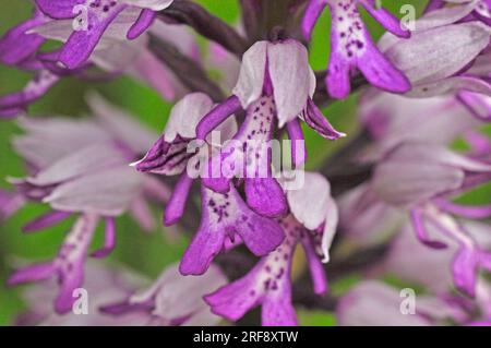 Militärische Orchidee Orchis Militaris, seltene, Nahaufnahme, Buckinghamshire, Großbritannien Stockfoto