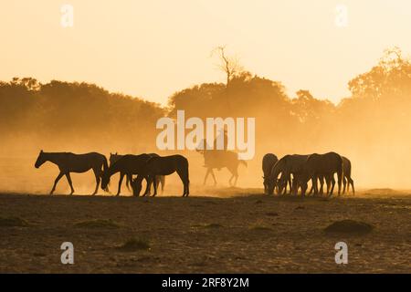 Pantaneiro Cowboy, der Pferde bei Sonnenuntergang hütet in North Pantanal, Brasilien Stockfoto