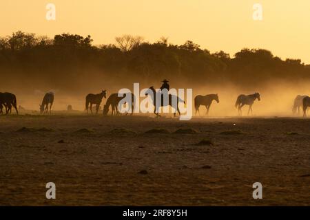 Pantaneiro Cowboy, der Pferde bei Sonnenuntergang hütet in North Pantanal, Brasilien Stockfoto