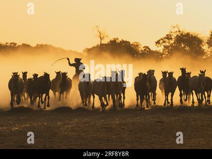 Pantaneiro Cowboy, der Pferde bei Sonnenuntergang hütet in North Pantanal, Brasilien Stockfoto