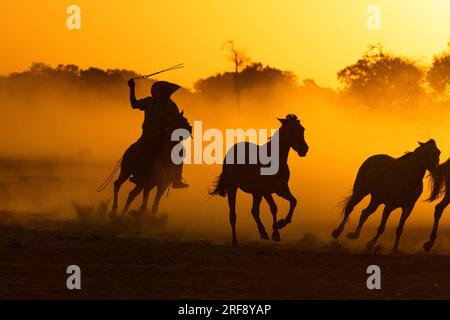 Pantaneiro Cowboy, der Pferde bei Sonnenuntergang hütet in North Pantanal, Brasilien Stockfoto