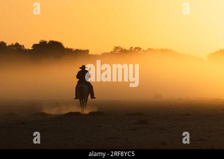 Pantaneiro Cowboy, der Pferde bei Sonnenuntergang hütet in North Pantanal, Brasilien Stockfoto