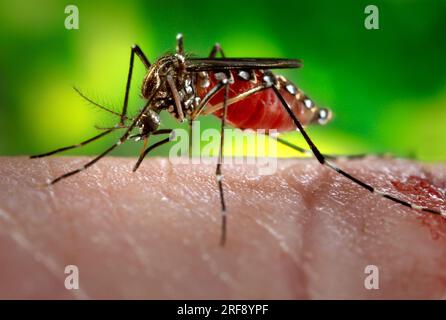 Eine weibliche Aedes-Aegypti-Mücke, während sie gerade dabei war, sich ein Blutmehl von ihrem menschlichen Wirt zu beschaffen. Petty Officer 3. Klasse William Phillips Stockfoto