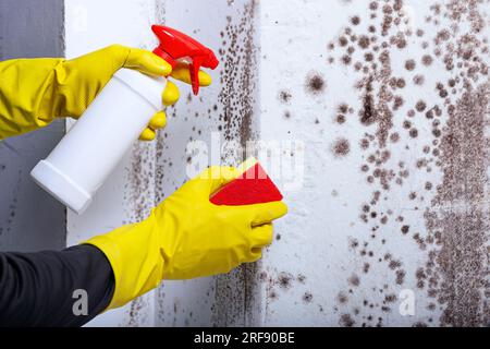 Reinigung der Wand mit einem Sprühgerät von Flecken von giftigem Schimmel und Pilzbakterien. Konzept zur Beseitigung des Problems des Schimmelpilzes im Innenbereich auf der W. Stockfoto