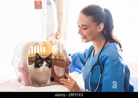 Tierärztin-Ärztin, die den Träger mit Hauskatze in der Klinik öffnet Stockfoto