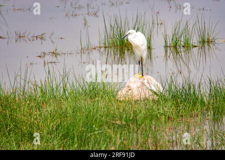 Ein Reiher steht auf einem Stein im Sumpf im Amboseli-Nationalpark, Kenia Stockfoto