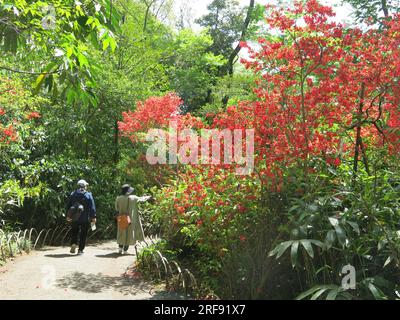 Ein japanisches Paar spaziert entlang der gewundenen Wege, die auf beiden Seiten mit Azaleen bepflanzt sind, auf dem Gelände des Meiji Jingu Inner Garden (Gyoen), Tokio. Stockfoto