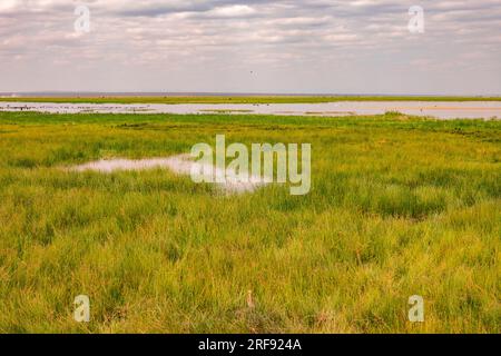 Im Enkongo Narok Swamp im Amboseli-Nationalpark, Kenia, wächst in freier Wildbahn gefedertes Schilfgras Stockfoto