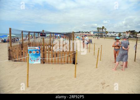 Menschen, die neben dem eingezäunten Sandnest mit Wärme- und Bewegungsüberwachung standen, wo eine Karettschildkröte 119 Eier am Strand von Vendrell legte. Eine Karettschildkröte (Caretta caretta), die ernsthaft vom Aussterben bedroht ist, kam am 2. Juli am Strand von Vendrell (Tarragona) an, um 119 Eier in einem Nest im Sand zu deponieren. Mitglieder des CRAM (Center for the Conservation and Recovery of Marine Animals) nahmen 20 Eier aus, weil ein Inkubator benötigt wurde, und die restlichen Eier im Nest werden 24 Stunden lang bewacht, bis sie schlüpfen, von der GVEN Group (Vendrell ecologists Group) und Freiwilligen anonymou Stockfoto