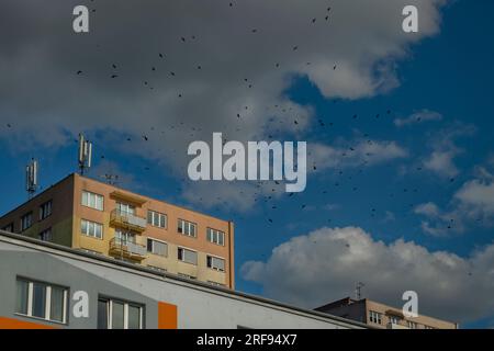 Schwarzer Turmvogel mit großen Häusern in der Stadt am Sommertag mit sonnigen, wolkigen Farben Stockfoto