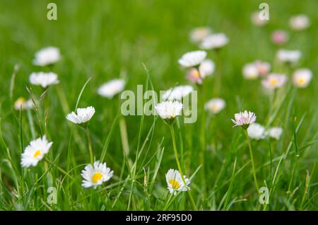 Gänseblümchen wachsen in einem grünen Gras auf einem Rasen Stockfoto