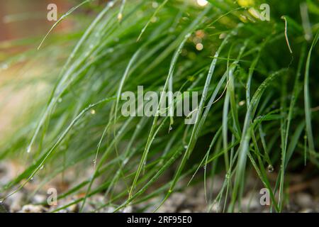 Details langer grüner Gräser mit Wassertropfen auf den Blättern Stockfoto